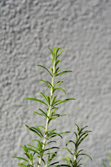 Rosemary leaves - Latin name - Rosmarinus officinalis