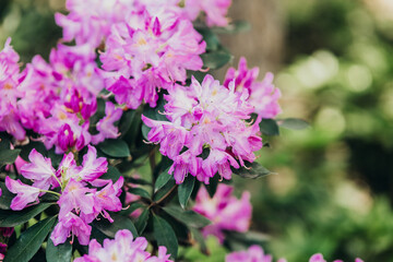 Fototapeta premium Vibrant purple rhododendron flowers blooming in a lush garden during springtime