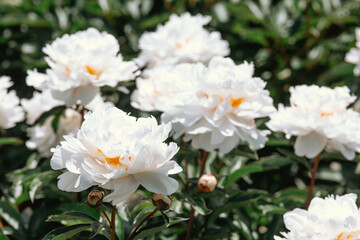 White peonies bloom in full sunlight during the summer season at a lush garden