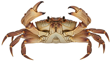 Isolated Crab