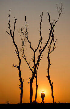 Bogura, Bangladesh - 01 December 2017: View of a solitary figure silhouetted against the fiery sunset, framed by the stark, reaching branches of bare trees.