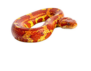 Fototapeta premium Hyperrealistic image of a fiery red and yellow patterned Isolated PNG