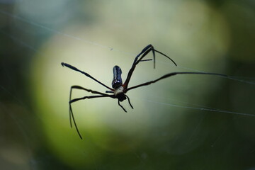 Close-up of a golden silk orb-weaver spider with a blurry background