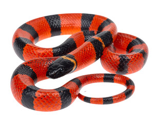 Naklejka premium Hyperrealistic image of a vibrant red and black coral snake with glossy scales, isolated PNG