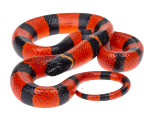 Hyperrealistic image of a vibrant red and black coral snake with glossy scales, isolated PNG