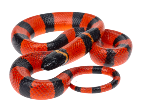 Hyperrealistic image of a vibrant red and black coral snake with glossy scales, isolated PNG