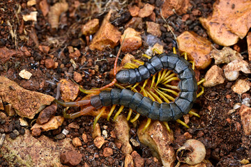 Europäischer Riesenläufer, Mittelmeerskolopender // Mediterranean banded centipede (Scolopendra...