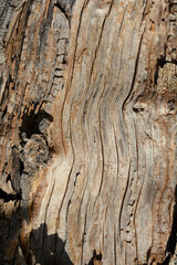 White mulberry bark detail - Latin name - Morus alba