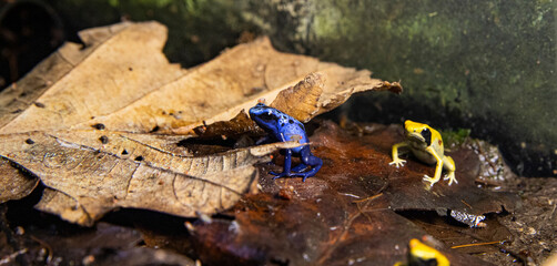 Rare tropical frog species in close detail. Dendrobates tinctorius frog