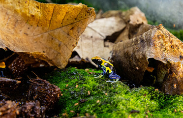 Colorful poison dart frogs in naturalistic setting. Dendrobates tinctorius frog