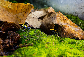 Two colorful amphibians in rainforest habitat. Dendrobates tinctorius frog