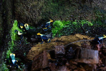 Small tropical frogs on forest floor. Dendrobates tinctorius frog