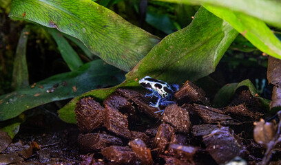 Blue poison dart frog in the rainforest