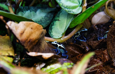Rare exotic amphibians with bright warning colors, poisonous frogs azureus