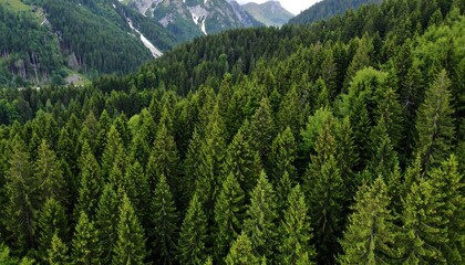 Obraz premium Dense forest canopy, mountain backdrop