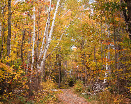 View of a leaf-strewn path winding through a forest ablaze with the golden hues of autumn, framed by the stark white of birch trees in the White Mountains. Sugar Hill, New Hampshire, United States.