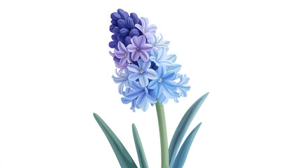 Obraz premium Hyacinth Illustration