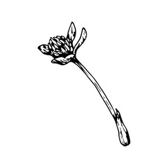 Vector illustration of clover bud on a long stem in ink style, hand drawn and natural, suitable for botanical art, eco friendly packaging, herbal medicine labels, rural themes and St Patrick s Day