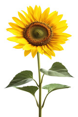 Obraz premium A vibrant sunflower isolated on a solid transparent background in a botanical still life