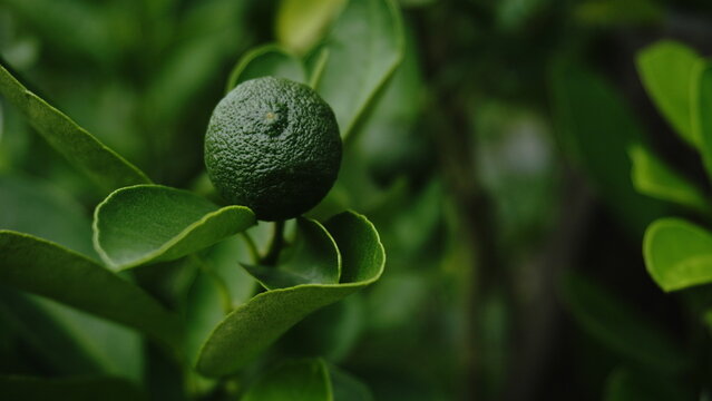 Close-up of a fresh green lime fruit growing on a tree with lush leaves in the background.