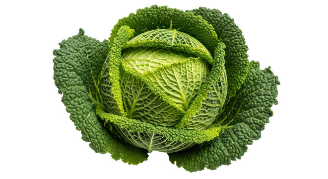Isolated Savoy Cabbage Head