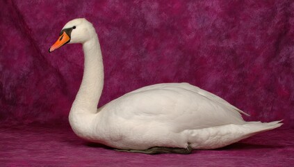 A regal swan, pure white and elegant, rests on a deep magenta backdrop.