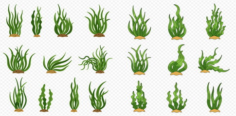 A diverse collection of green seaweed and algae illustrations, showcasing various underwater plant forms on a transparent background.