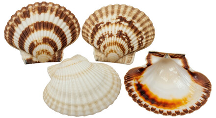 Isolated Scallop Shells
