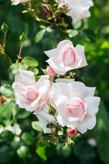 Obraz premium Beautiful pink roses blooming in a garden during sunny springtime