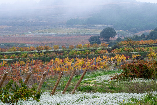 Autumn vineyards in La Rioja Spain under fog, terraced landscape with colorful vines, rural viticulture and Denomination of Origin Rioja heritage traditions in northern Spain