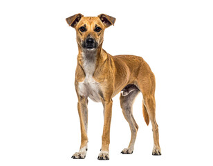Hyperrealistic image of a thin Indian stray dog standing alone PNG