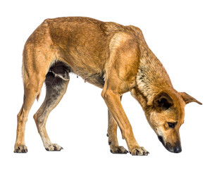 Delhi Stray, Indian stray dog sniffing the ground with natural curiosity, isolated PNG