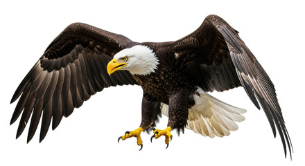 Obraz premium Isolated Bald Eagle Landing