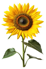 Obraz premium Captivating close up of a vibrant sunflower on a transparent background displaying natural beauty