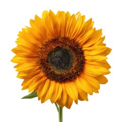 Obraz premium A Vibrant Sunflower Capturing the Essence of Summer with Its Glossy Petals and Distinctive Center, Symbolizing Joy and Natural Beauty