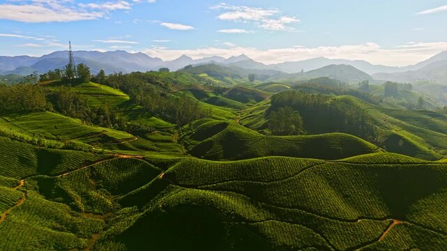 Aerial ascending shot of beautiful, green, tea gardens of Munnar, in sunny India