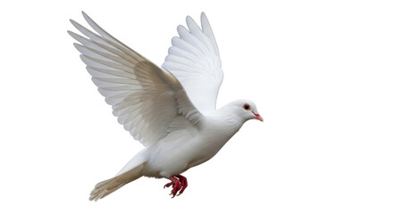 Isolated White Dove