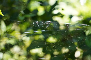 Visible strands and possibly dew drops or water droplets clinging to the web