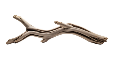 Driftwood branch isolated on transparent background, a piece of natural wood washed ashore, weathered and smoothed by the action of water and sand