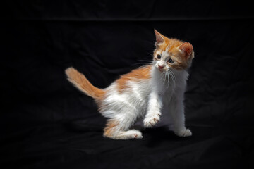 adorable white little Kitty