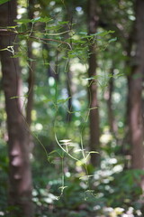 The small-leaf climbing fern is hanging in the air