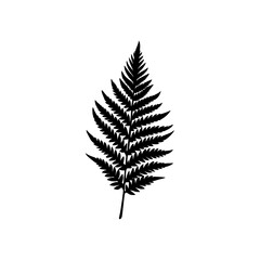 Silhouette image of a fern leaf on transparent background