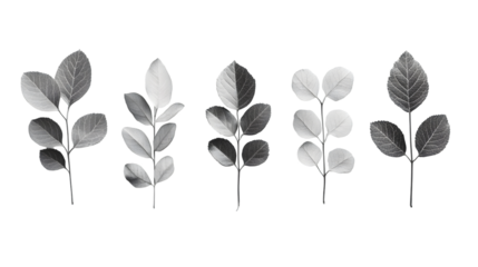 Elegant and minimalist arrangement of various botanical leaves and foliage isolated on a transparent background