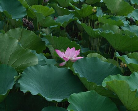 Ancient Lotus Pond in Baoding, Hebei, China