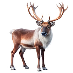Reindeer for christmas. Animal isolated on transparent background, Png