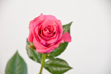 ピンクのばら