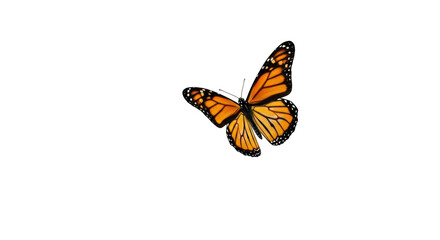 Isolated Monarch Butterfly