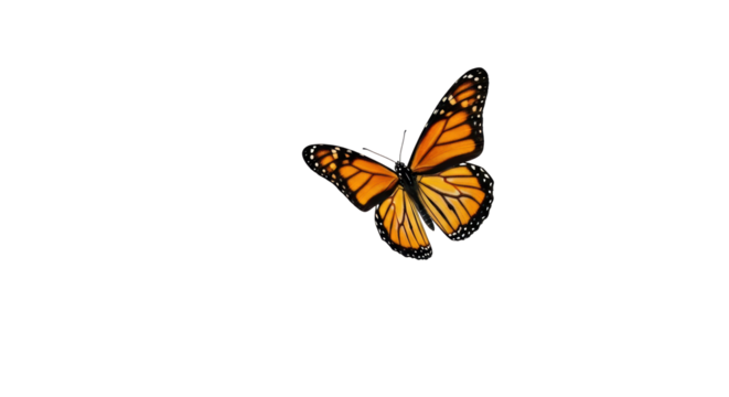Isolated Monarch Butterfly