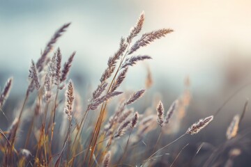 Fototapeta premium Meadow grasses and sky outdoors nature sunset.