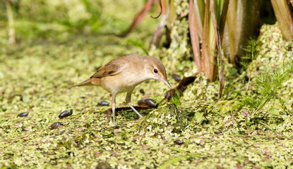 wild duck in the grass
